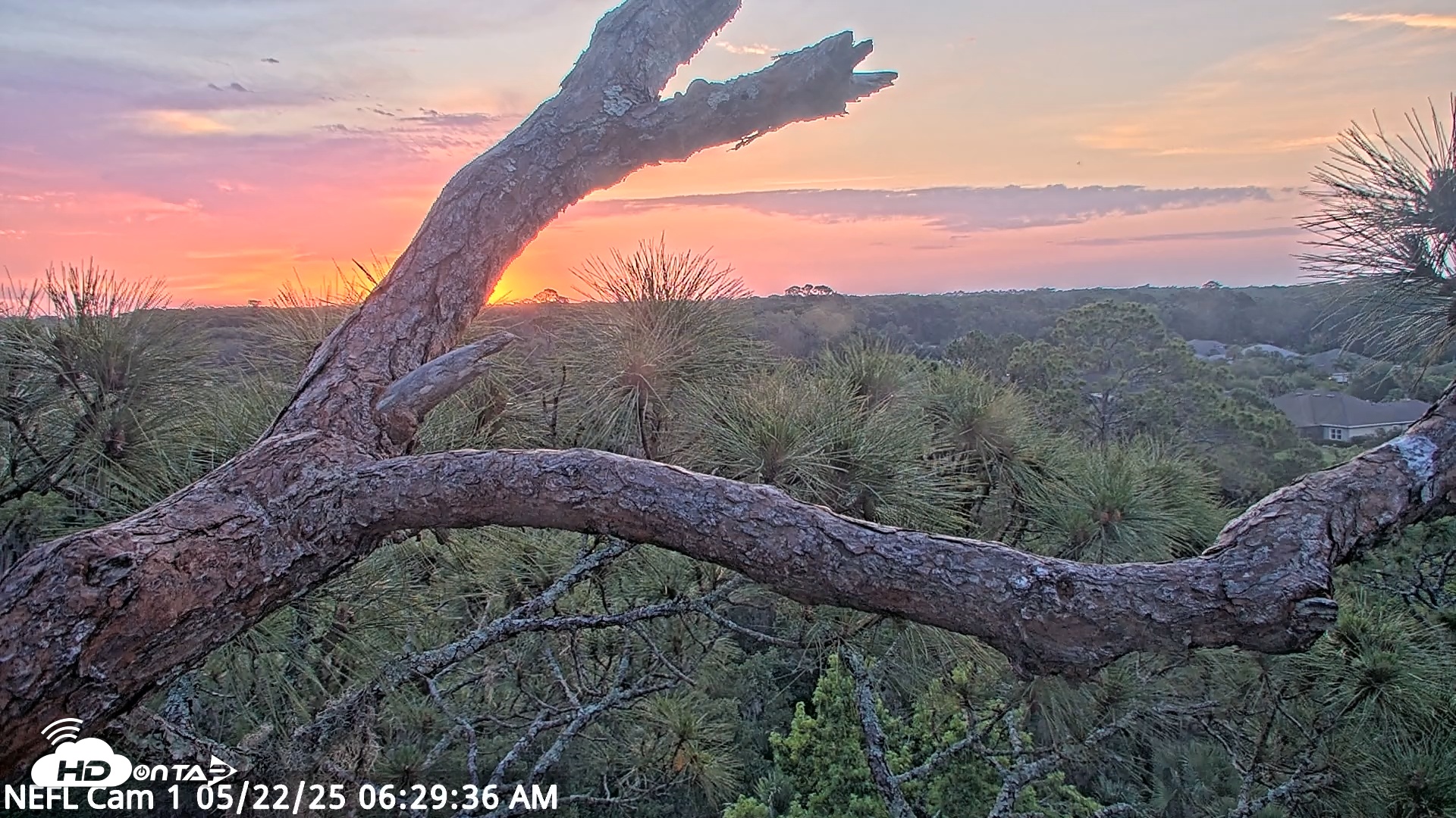 Snapshot of NE Florida Eagles Live Webcam taken May 22, 2025, 6:28am EDT