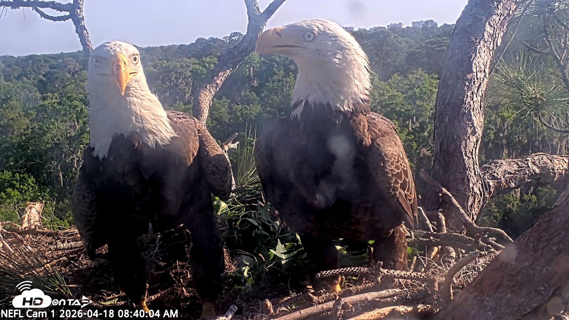 Snapshot of NE Florida Eagles Live Webcam taken Apr 18, 2026, 8:41am EDT