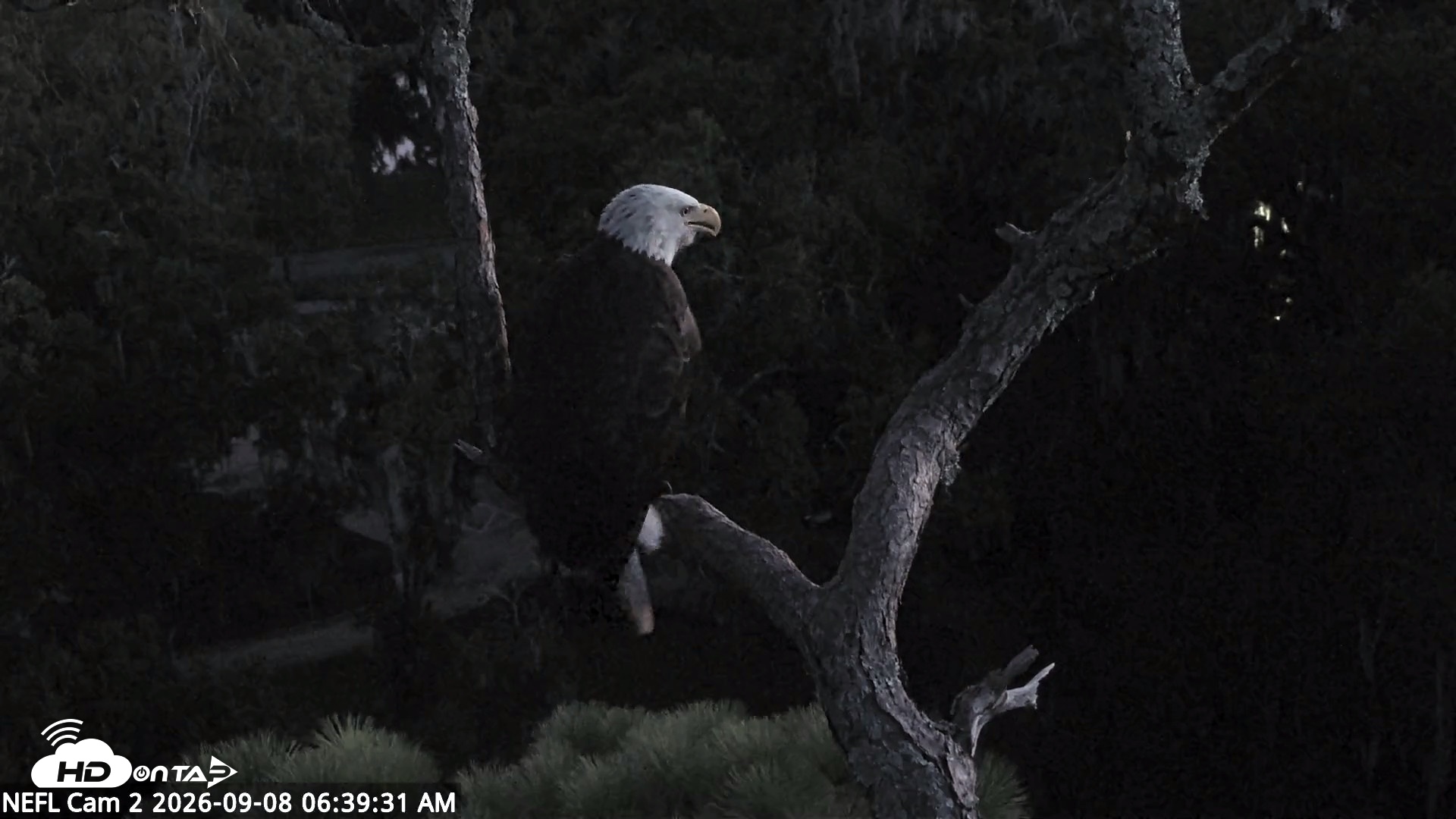 Snapshot of NE Florida Eagles Live Webcam taken Sep 8, 2026, 6:40am EDT