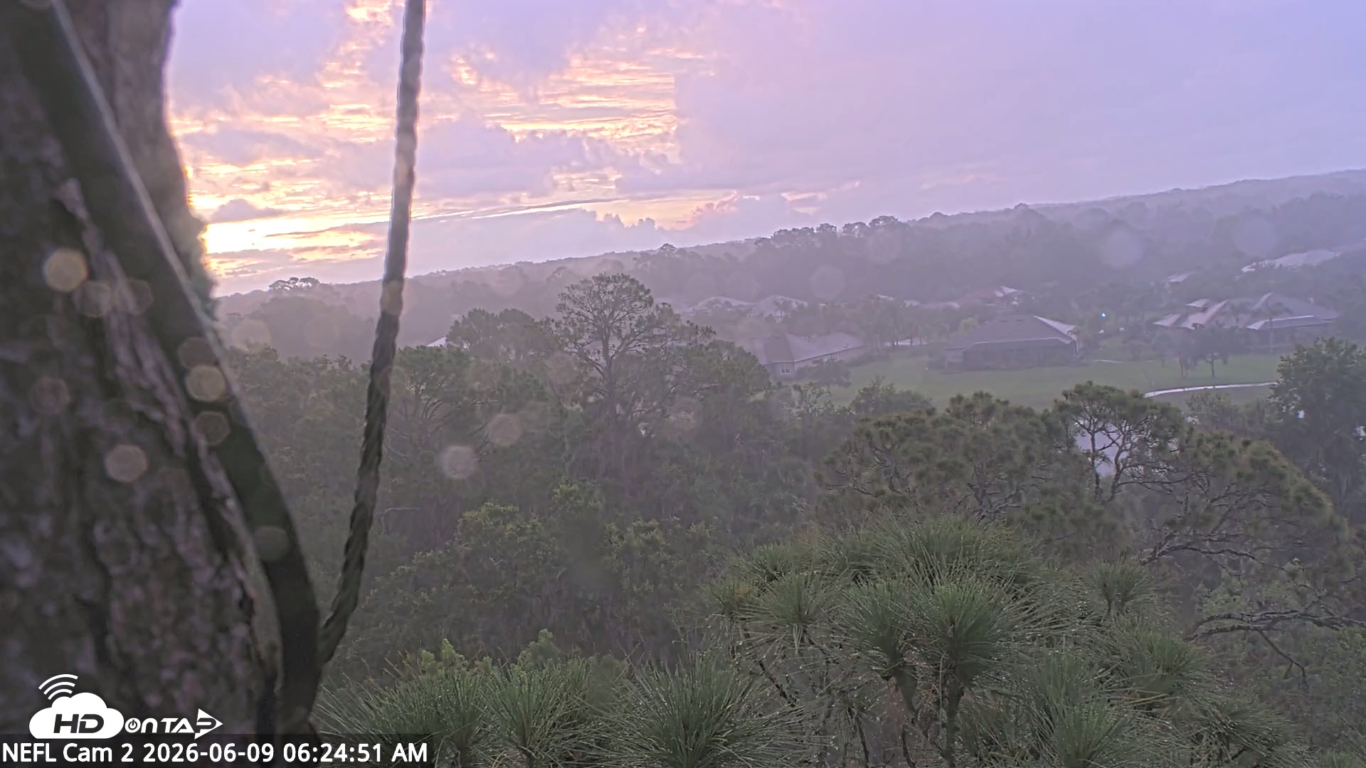 Snapshot of NE Florida Eagles Live Webcam taken Jun 9, 2026, 6:25am EDT