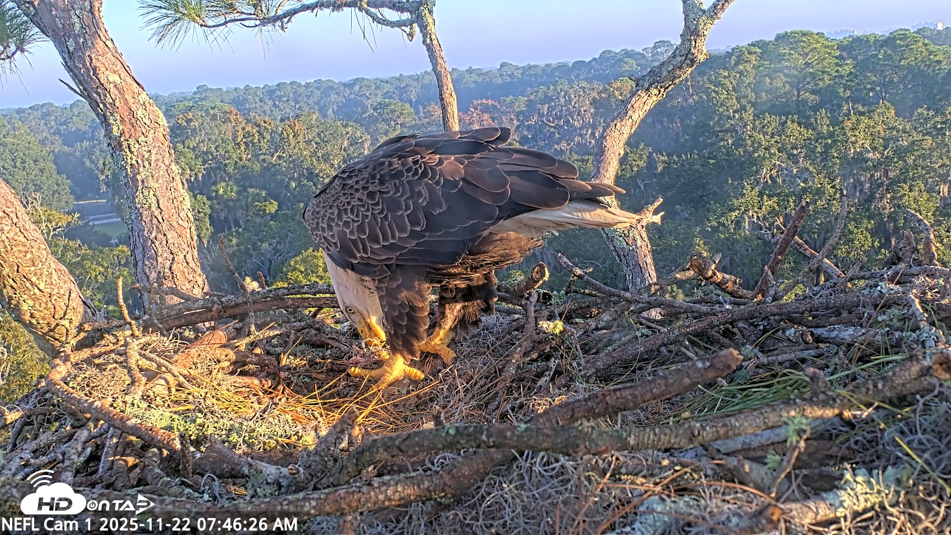 Snapshot of NE Florida Eagles Live Webcam taken Nov 22, 2025, 7:47am EST
