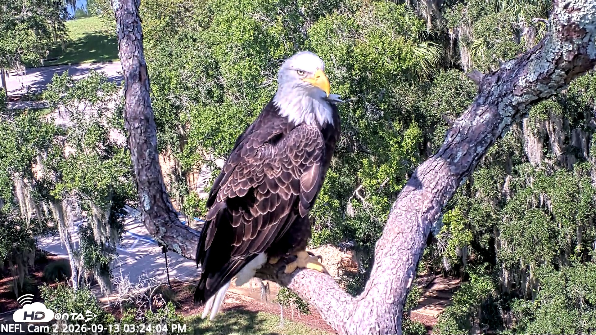 Snapshot of NE Florida Eagles Live Webcam taken Sep 13, 2026, 3:25pm EDT