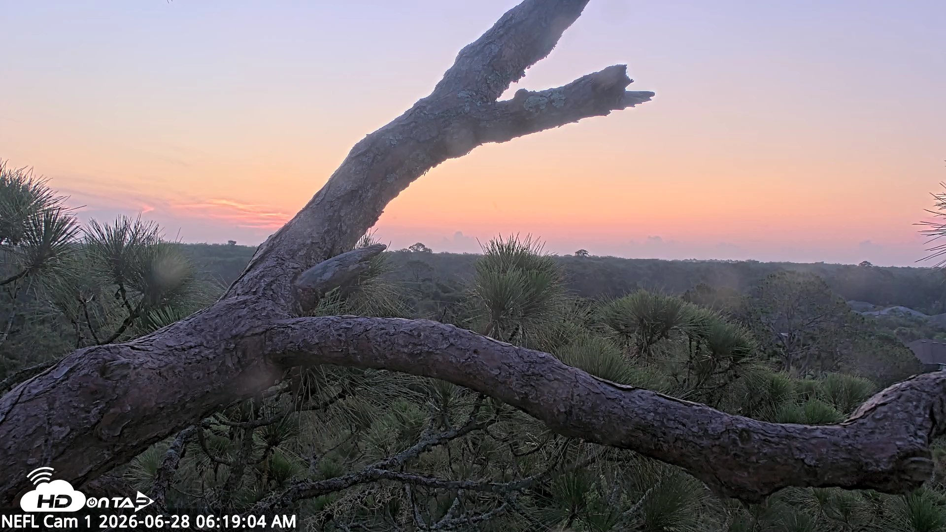 Snapshot of NE Florida Eagles Live Webcam taken Jun 28, 2026, 6:20am EDT