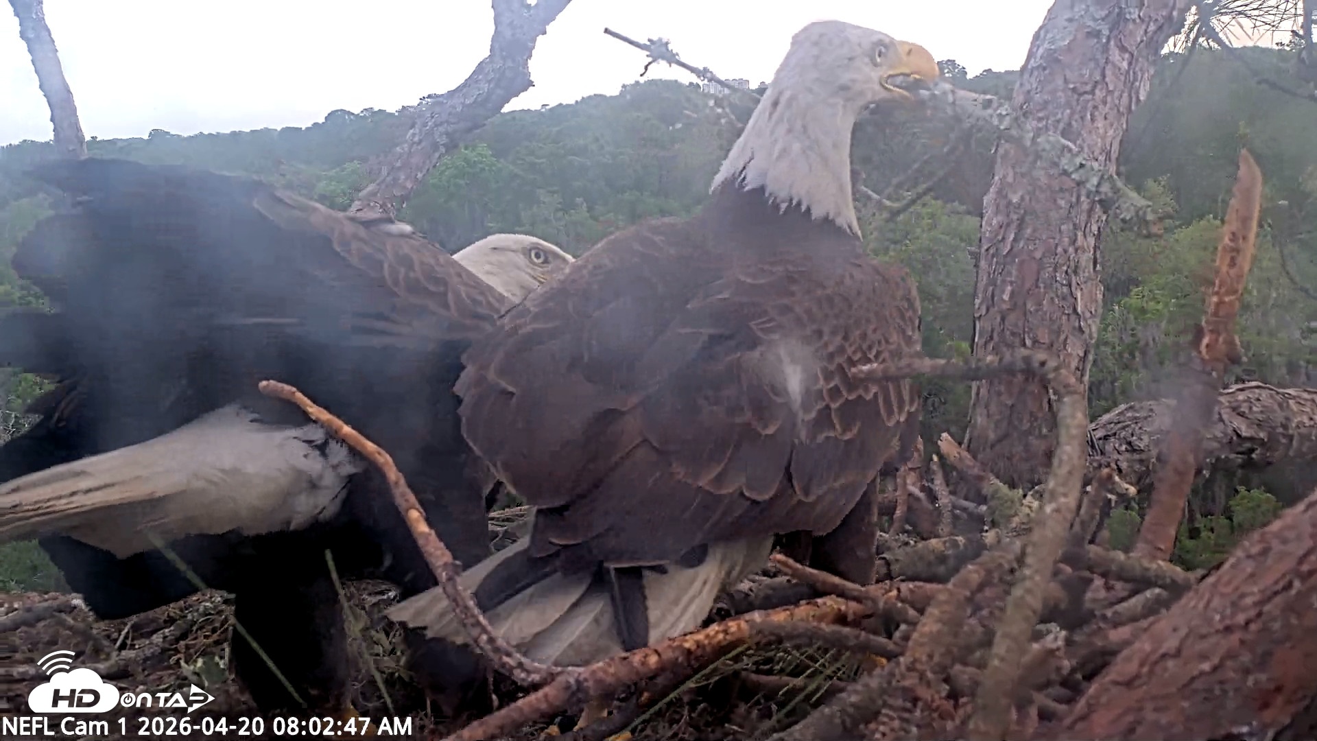 Snapshot of NE Florida Eagles Live Webcam taken Apr 20, 2026, 8:03am EDT