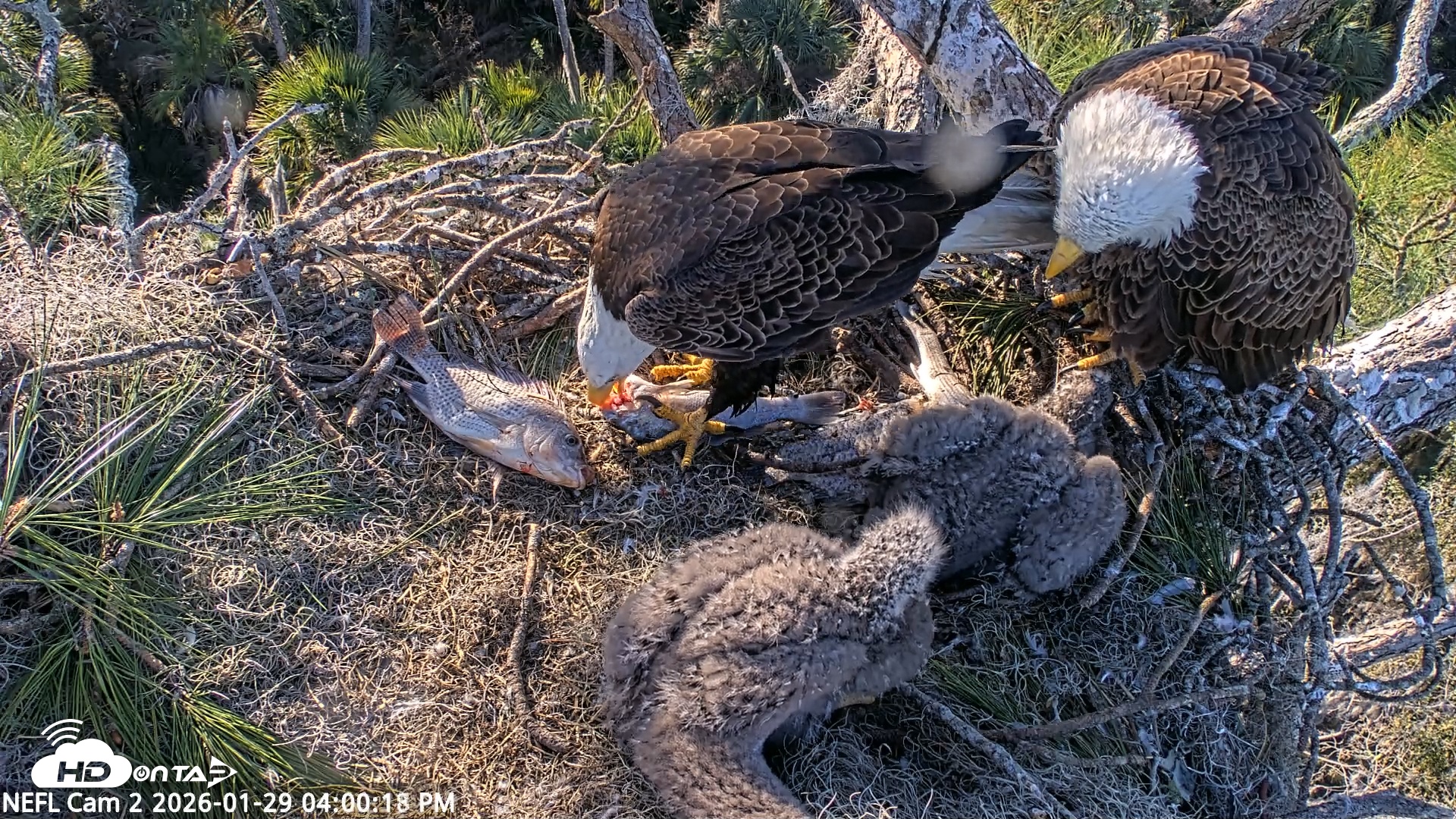 Snapshot of NE Florida Eagles Live Webcam taken Jan 29, 2026, 4:00pm EST