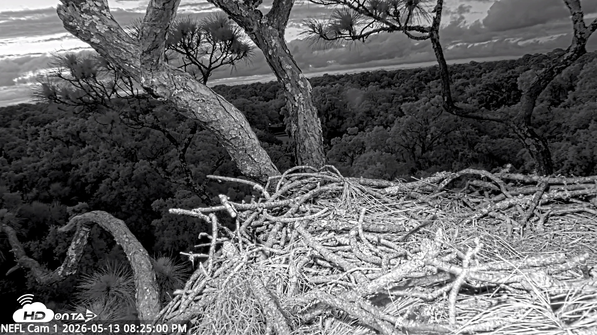 Snapshot of NE Florida Eagles Live Webcam taken May 13, 2026, 8:25pm EDT
