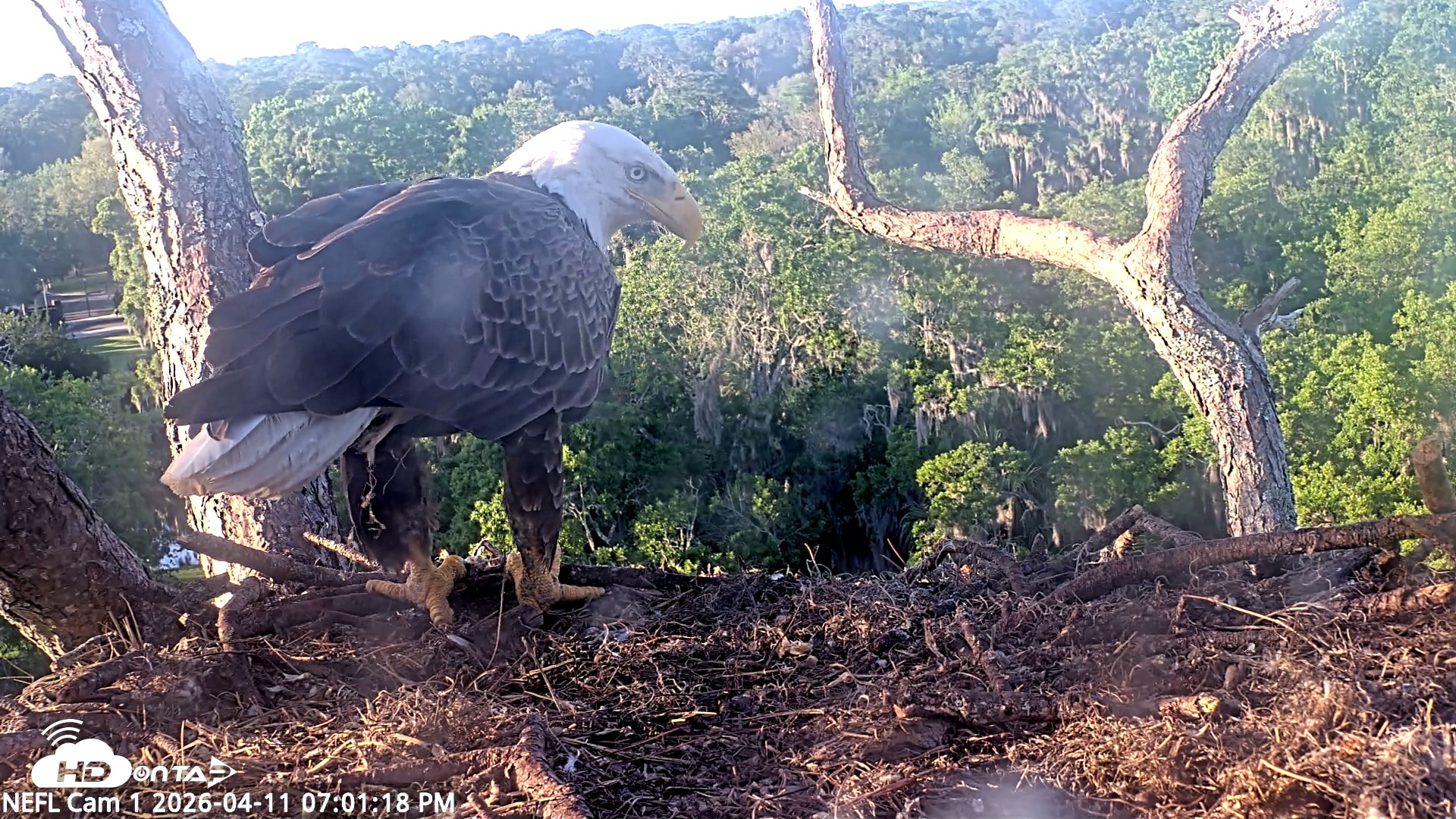 Snapshot of NE Florida Eagles Live Webcam taken Apr 11, 2026, 7:02pm EDT