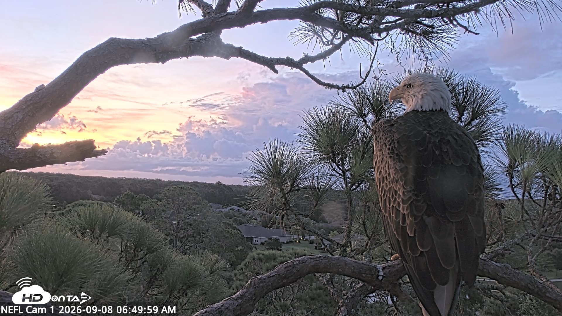 Snapshot of NE Florida Eagles Live Webcam taken Sep 8, 2026, 6:50am EDT