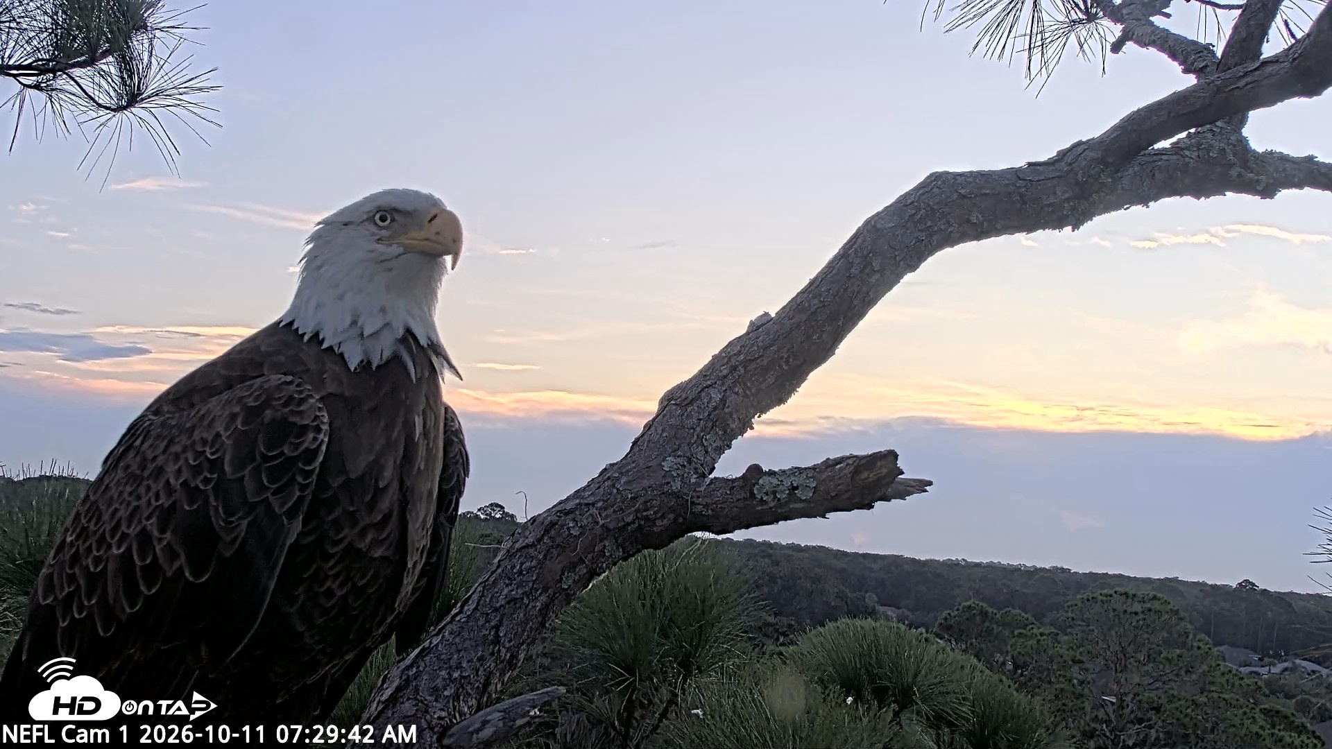 Snapshot of NE Florida Eagles Live Webcam taken Oct 11, 2026, 7:30am EDT