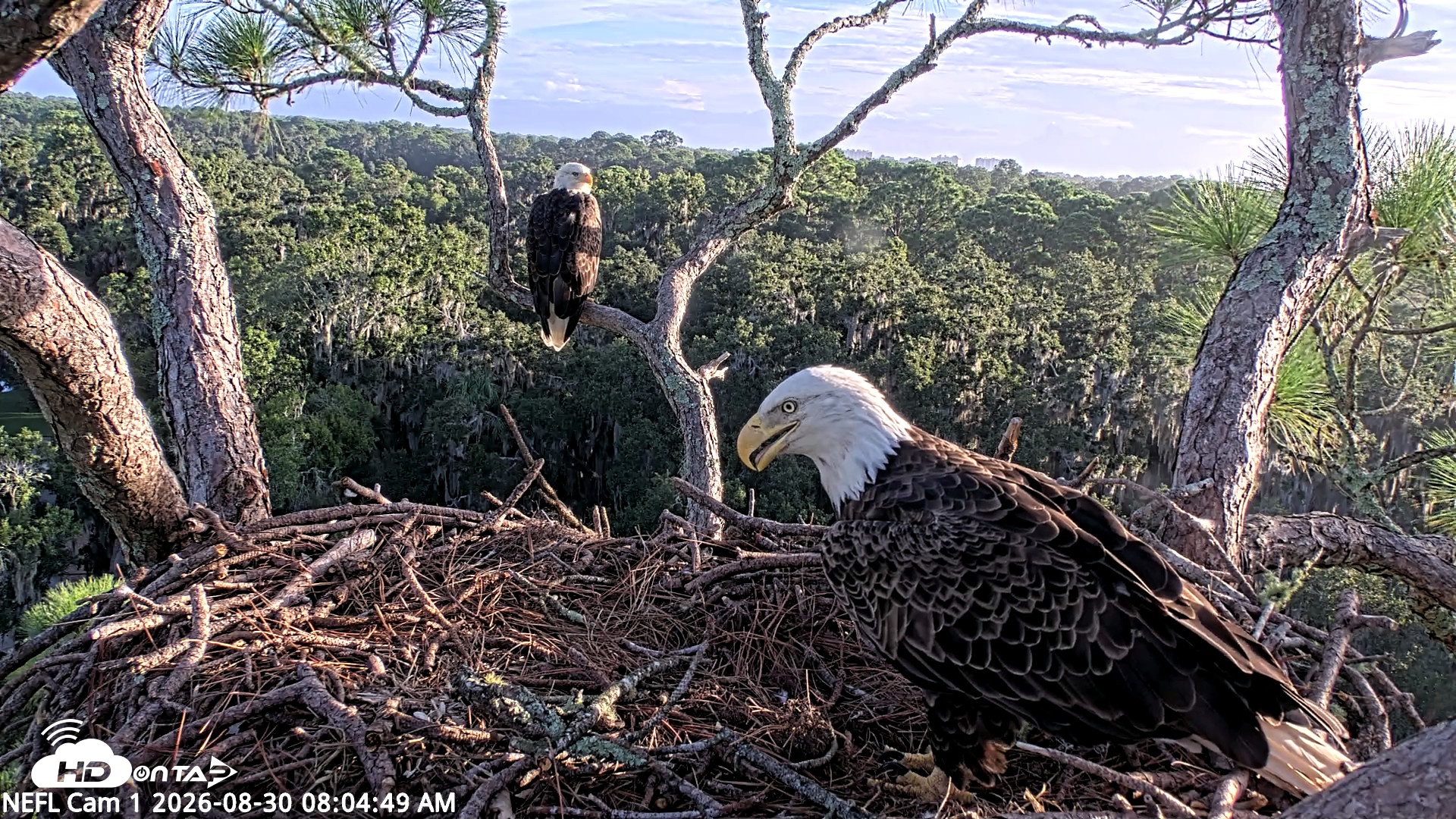Snapshot of NE Florida Eagles Live Webcam taken Aug 30, 2026, 8:05am EDT