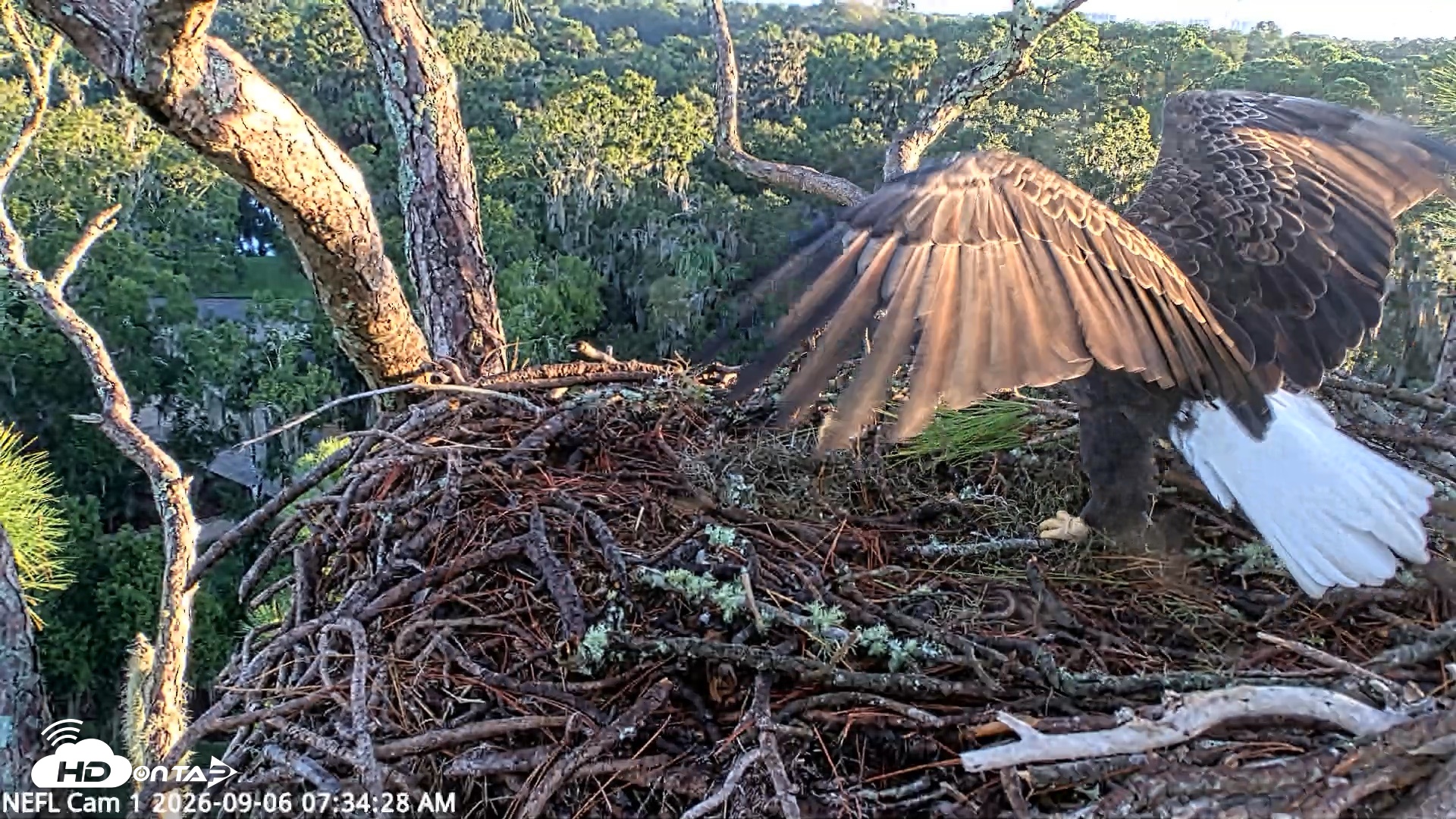 Snapshot of NE Florida Eagles Live Webcam taken Sep 6, 2026, 7:35am EDT