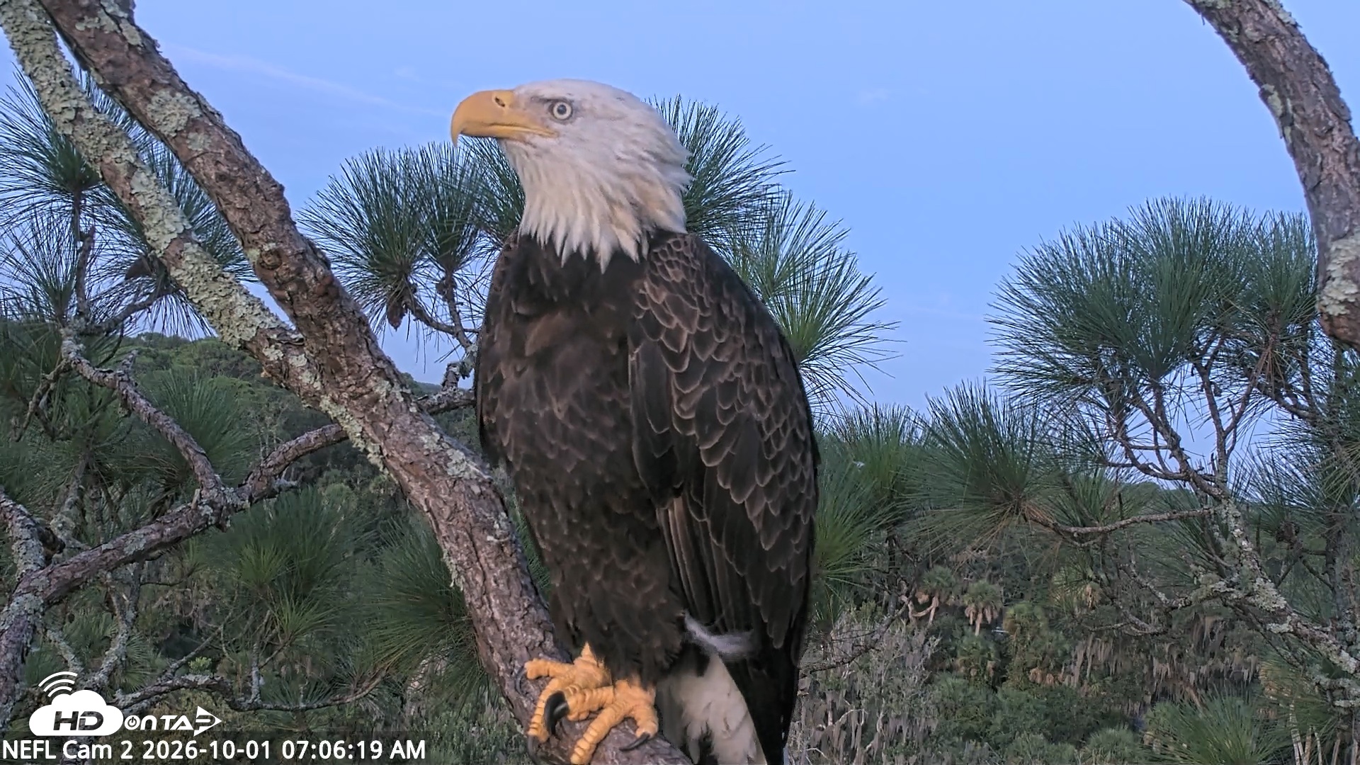 Snapshot of NE Florida Eagles Live Webcam taken Oct 1, 2026, 7:07am EDT