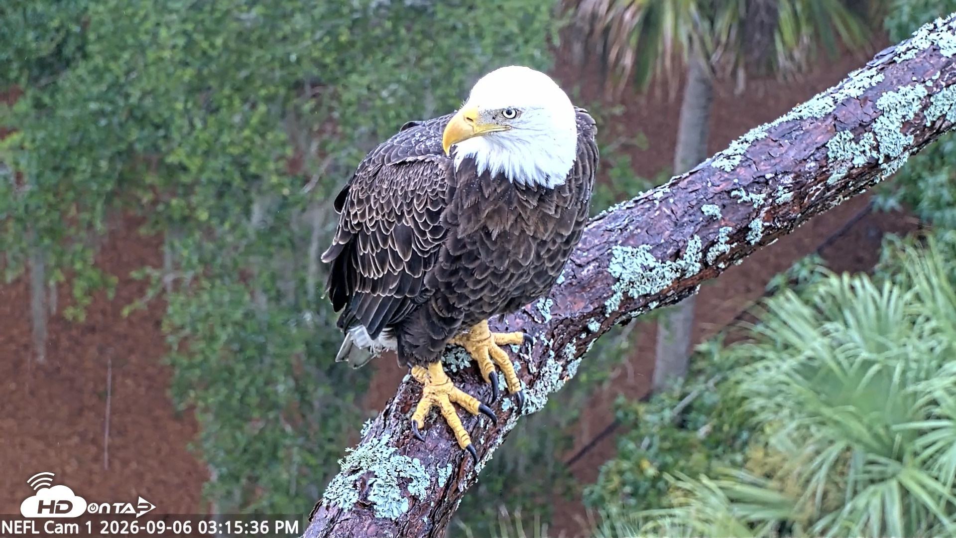 Snapshot of NE Florida Eagles Live Webcam taken Sep 6, 2026, 3:16pm EDT