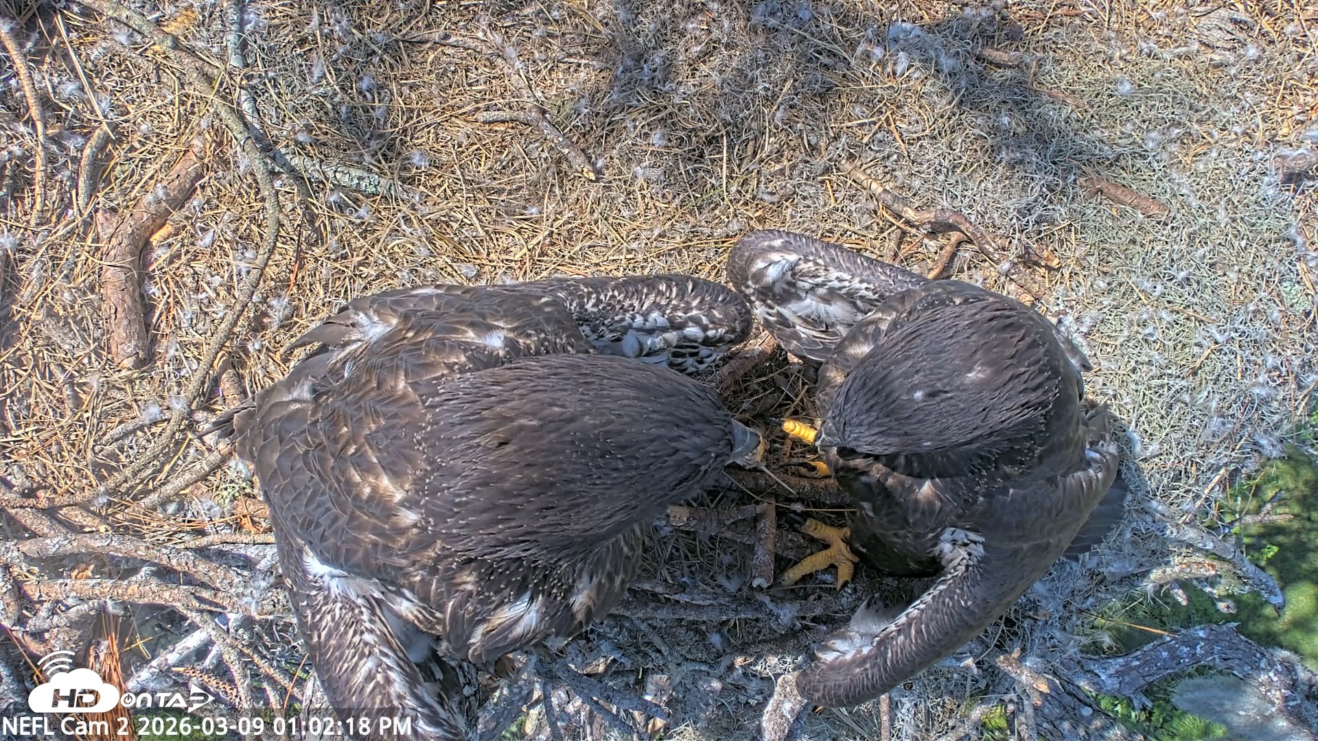 Snapshot of NE Florida Eagles Live Webcam taken Mar 9, 2026, 1:03pm EDT