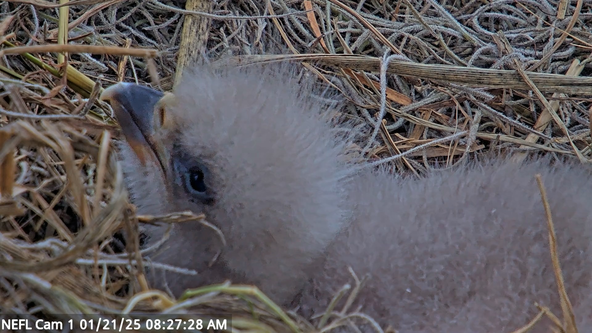 Snapshot of NE Florida Eagles Live Webcam taken Jan 21, 2025, 8:27am EST