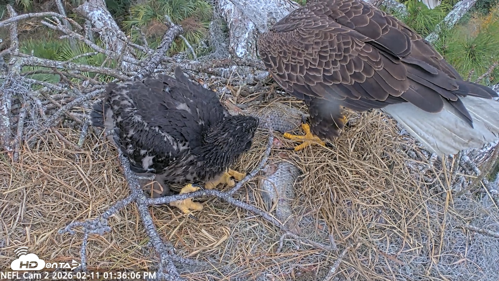 Snapshot of NE Florida Eagles Live Webcam taken Feb 11, 2026, 1:36pm EST
