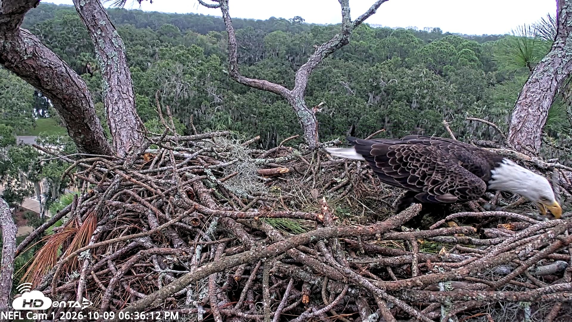Snapshot of NE Florida Eagles Live Webcam taken Oct 9, 2026, 6:37pm EDT