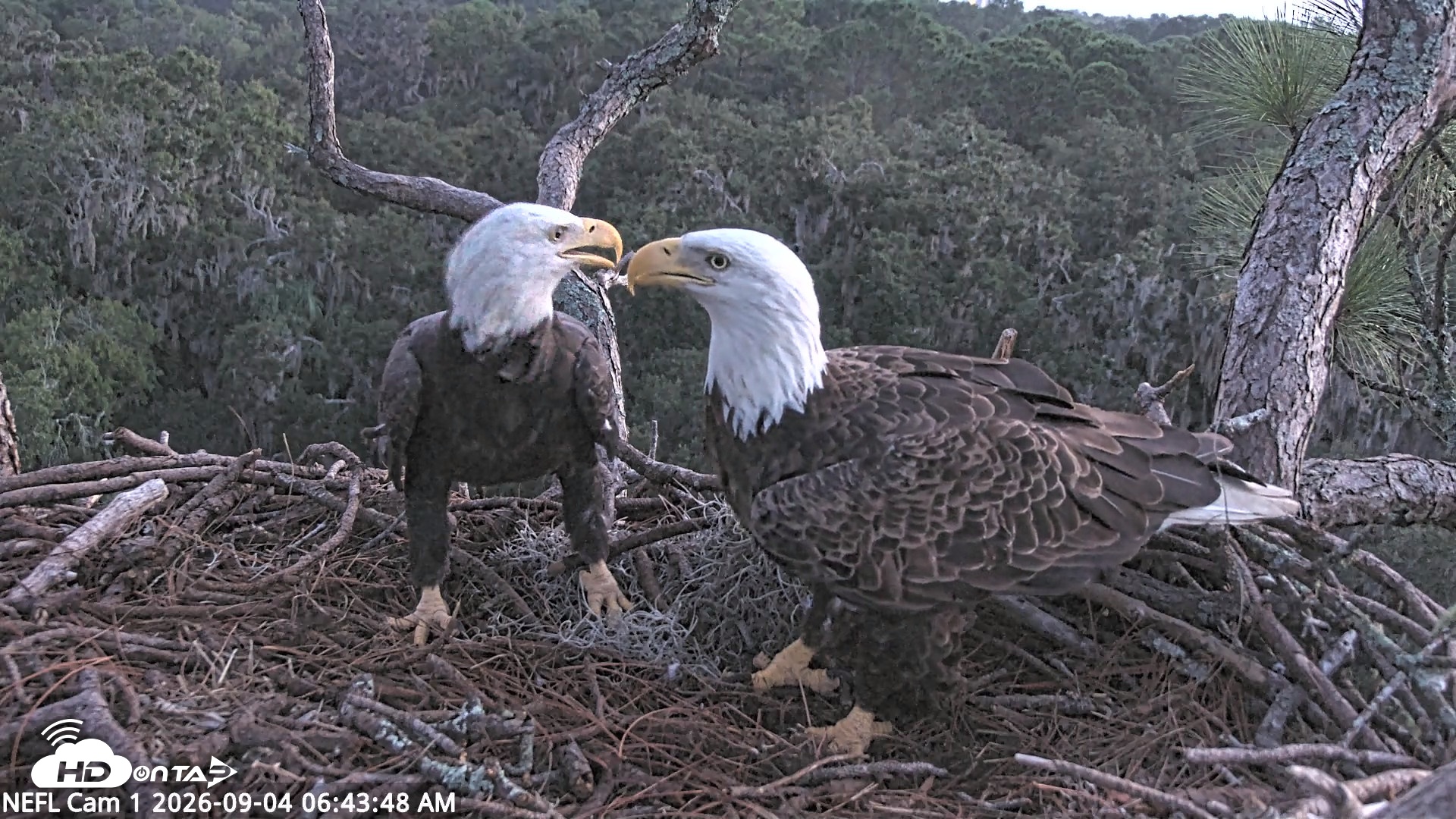Snapshot of NE Florida Eagles Live Webcam taken Sep 4, 2026, 6:44am EDT