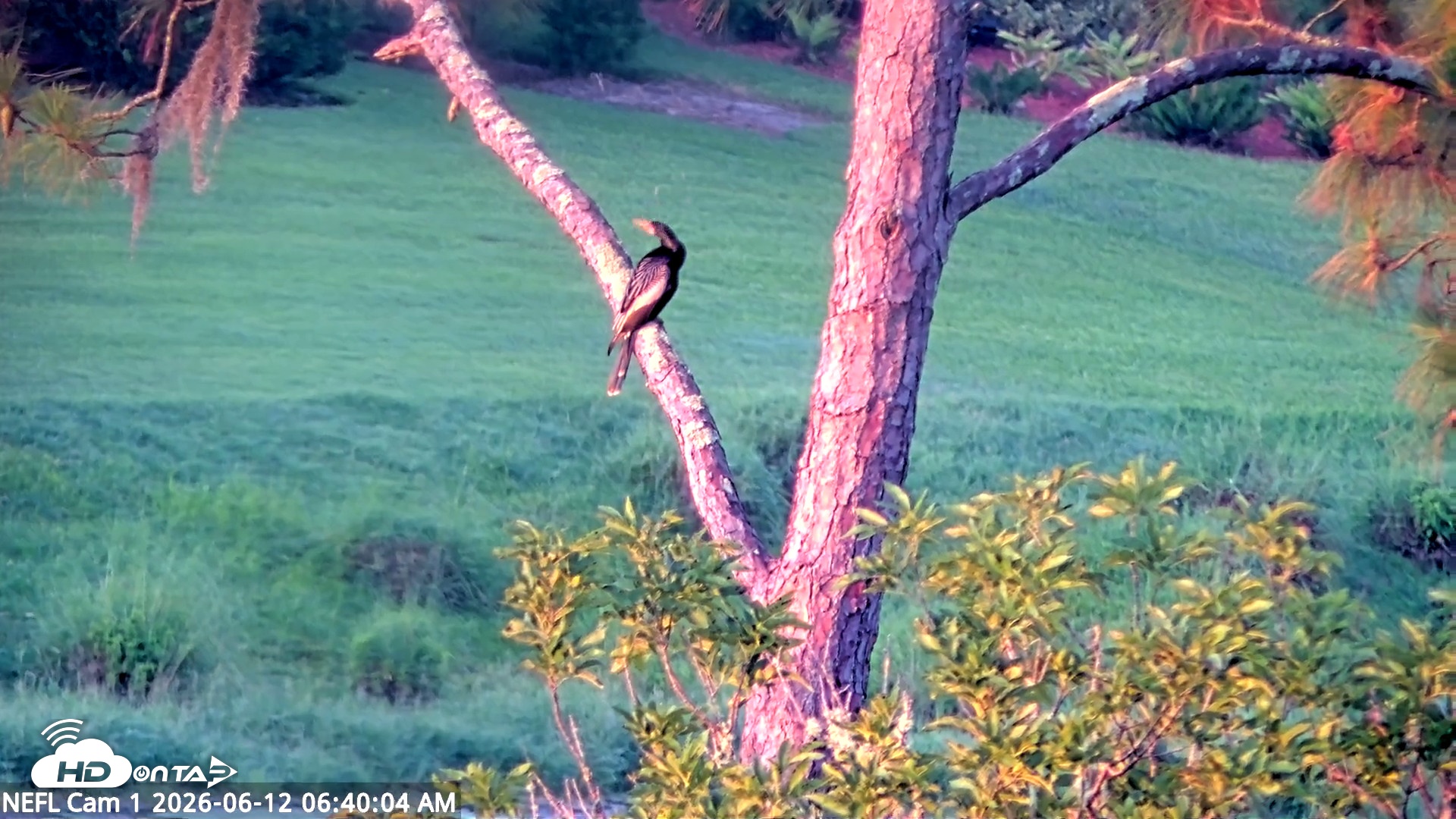 Snapshot of NE Florida Eagles Live Webcam taken Jun 12, 2026, 6:40am EDT