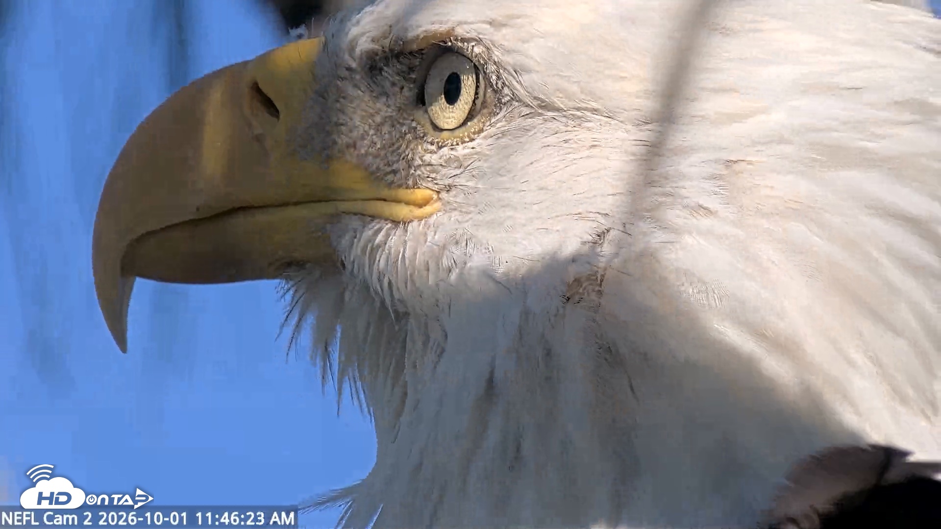 Snapshot of NE Florida Eagles Live Webcam taken Oct 1, 2026, 11:47am EDT