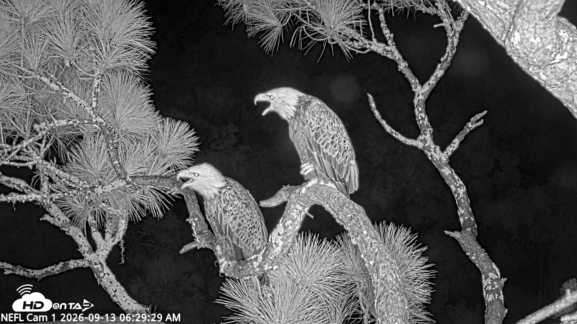Snapshot of NE Florida Eagles Live Webcam taken Sep 13, 2026, 6:30am EDT