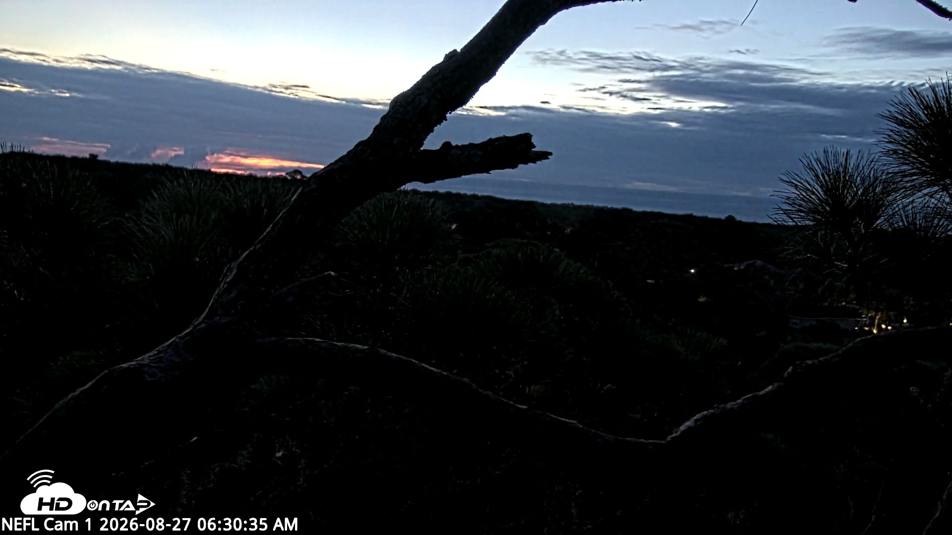 Snapshot of NE Florida Eagles Live Webcam taken Aug 27, 2026, 6:32am EDT