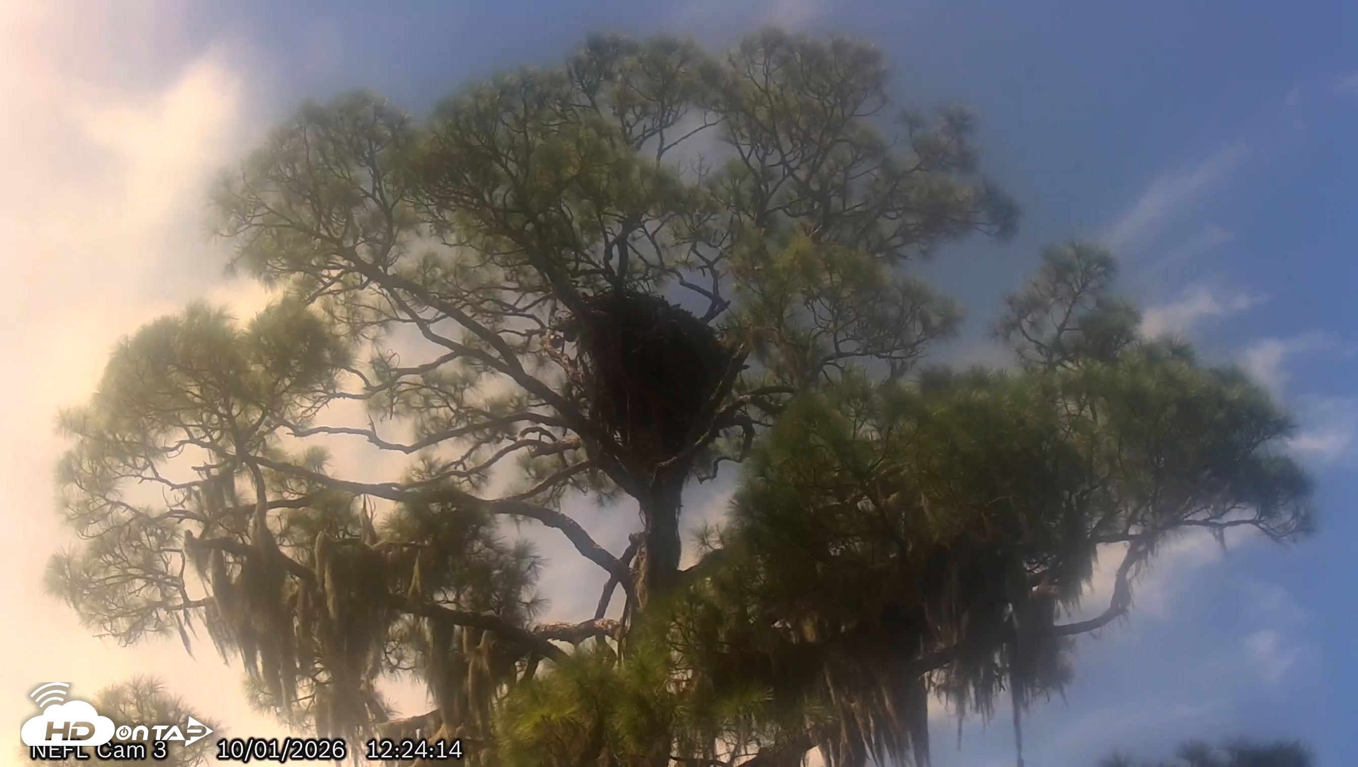 Snapshot of NE Florida Eagles Live Webcam taken Oct 1, 2026, 12:25pm EDT