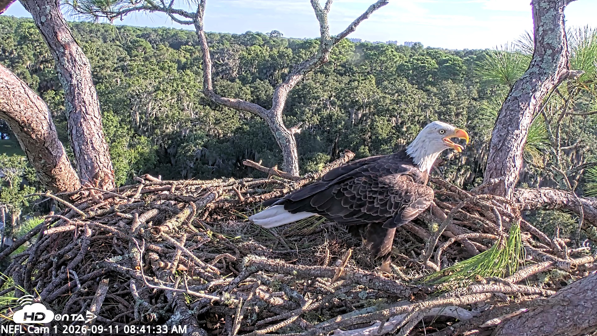 Snapshot of NE Florida Eagles Live Webcam taken Sep 11, 2026, 8:42am EDT