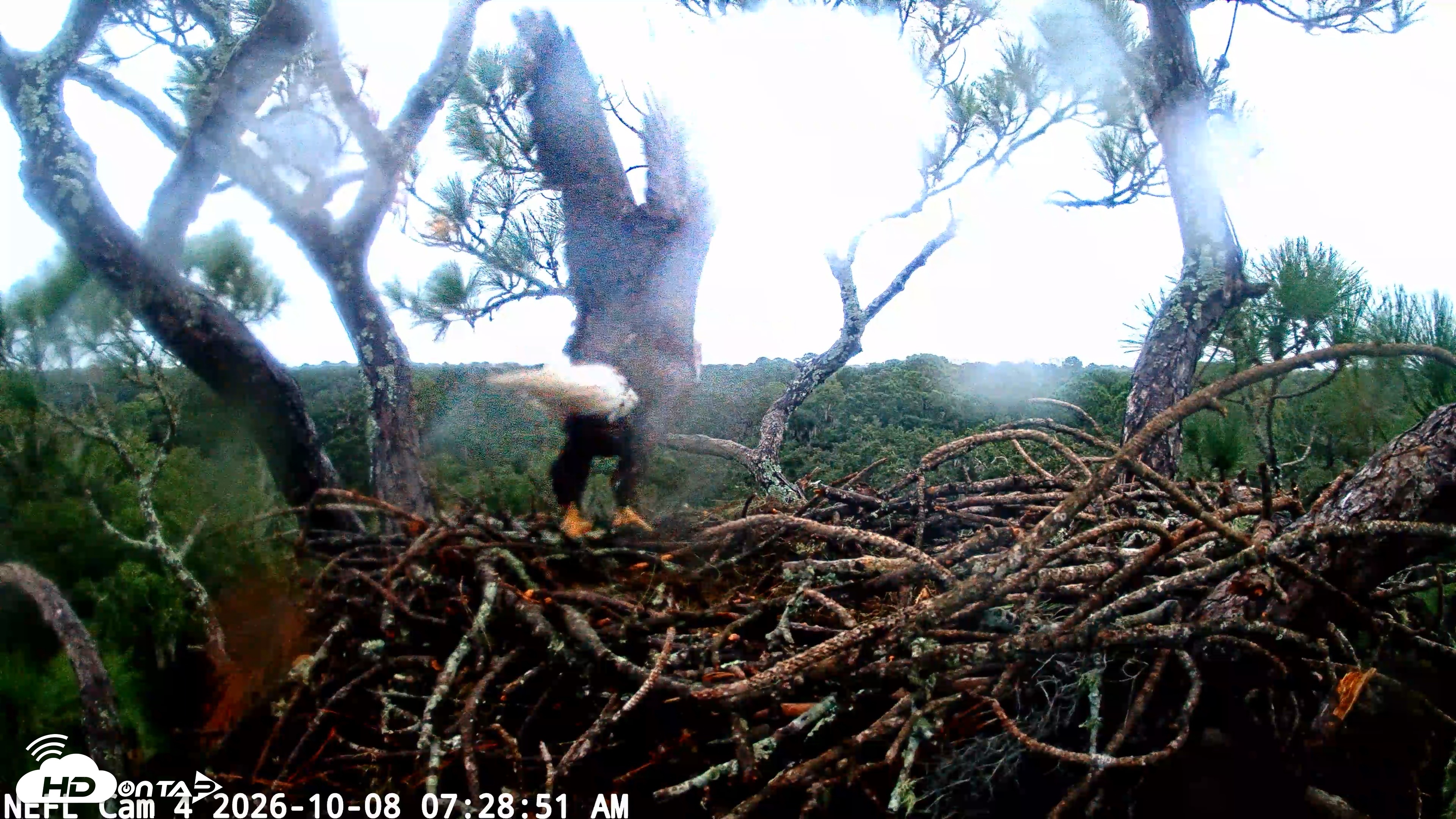 Snapshot of NE Florida Eagles Live Webcam taken Oct 8, 2026, 7:29am EDT