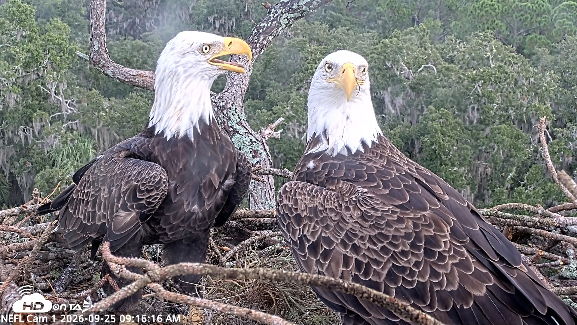 Snapshot of NE Florida Eagles Live Webcam taken Sep 25, 2026, 9:17am EDT