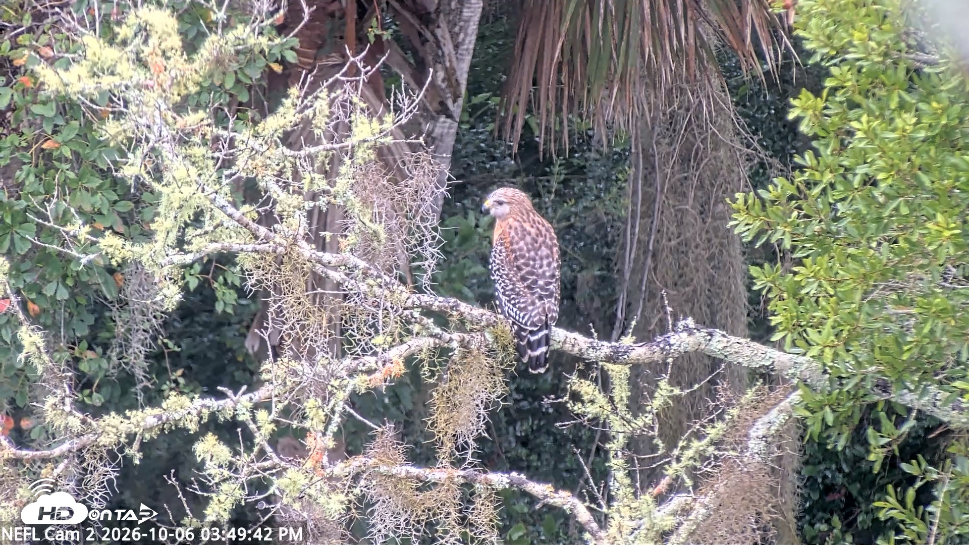 Snapshot of NE Florida Eagles Live Webcam taken Oct 6, 2026, 3:50pm EDT