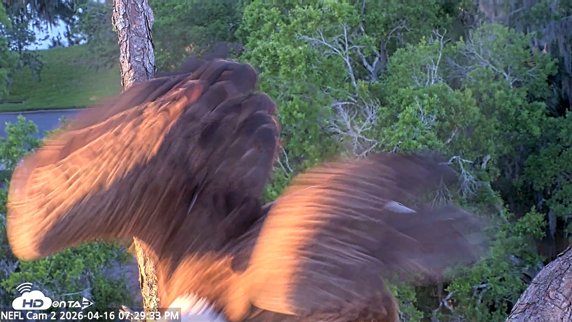 Snapshot of NE Florida Eagles Live Webcam taken Apr 16, 2026, 7:30pm EDT