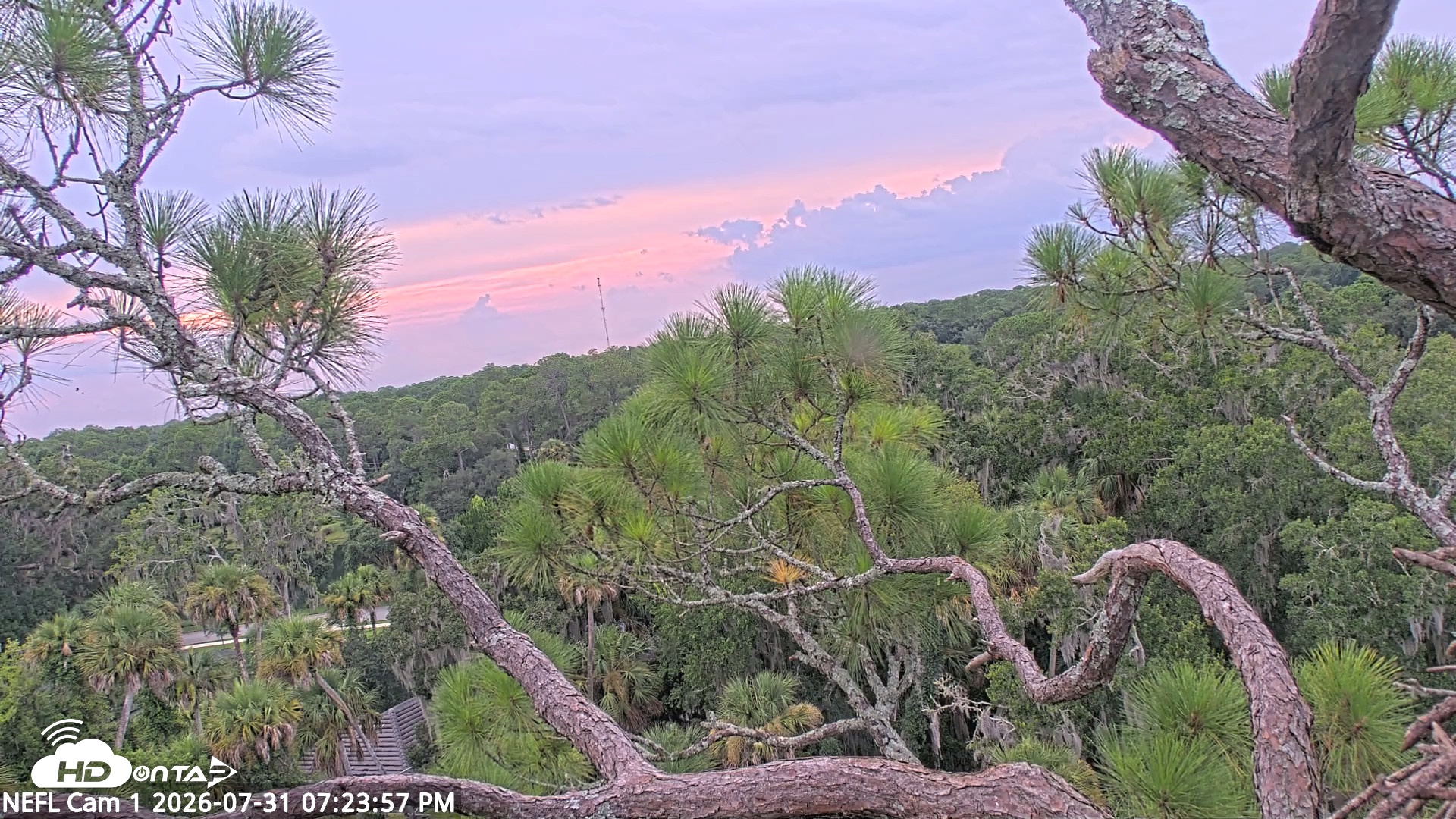 Snapshot of NE Florida Eagles Live Webcam taken Jul 31, 2026, 7:24pm EDT