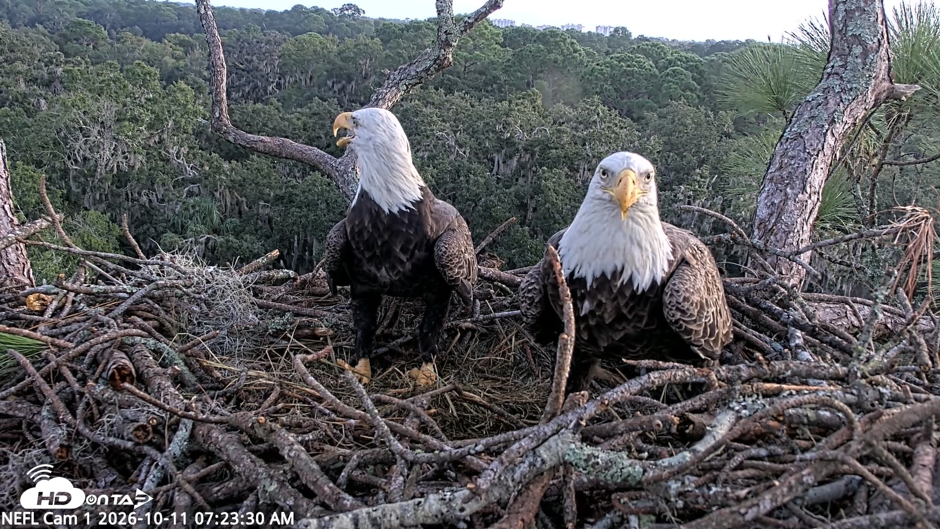 Snapshot of NE Florida Eagles Live Webcam taken Oct 11, 2026, 7:24am EDT