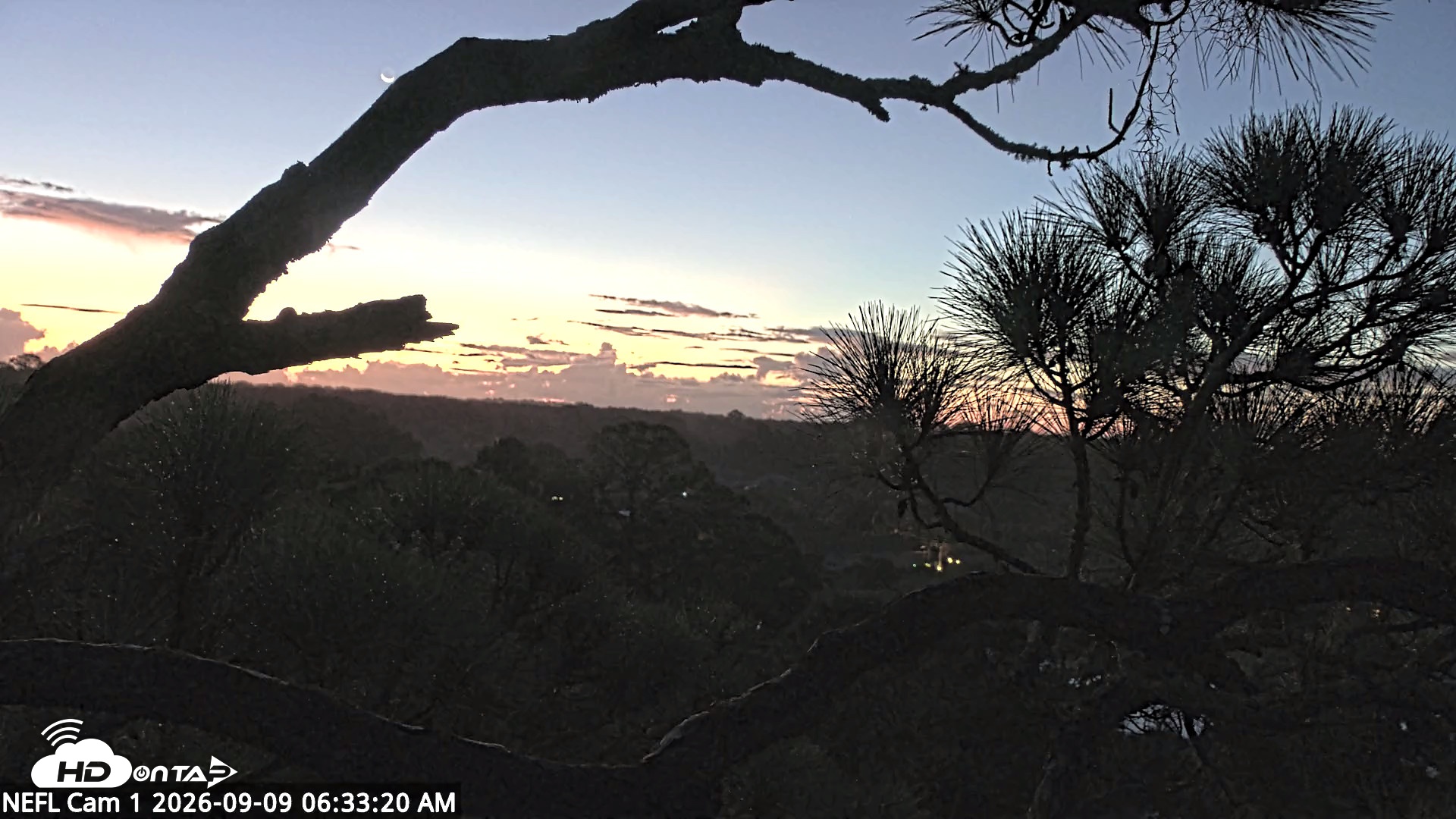 Snapshot of NE Florida Eagles Live Webcam taken Sep 9, 2026, 6:35am EDT