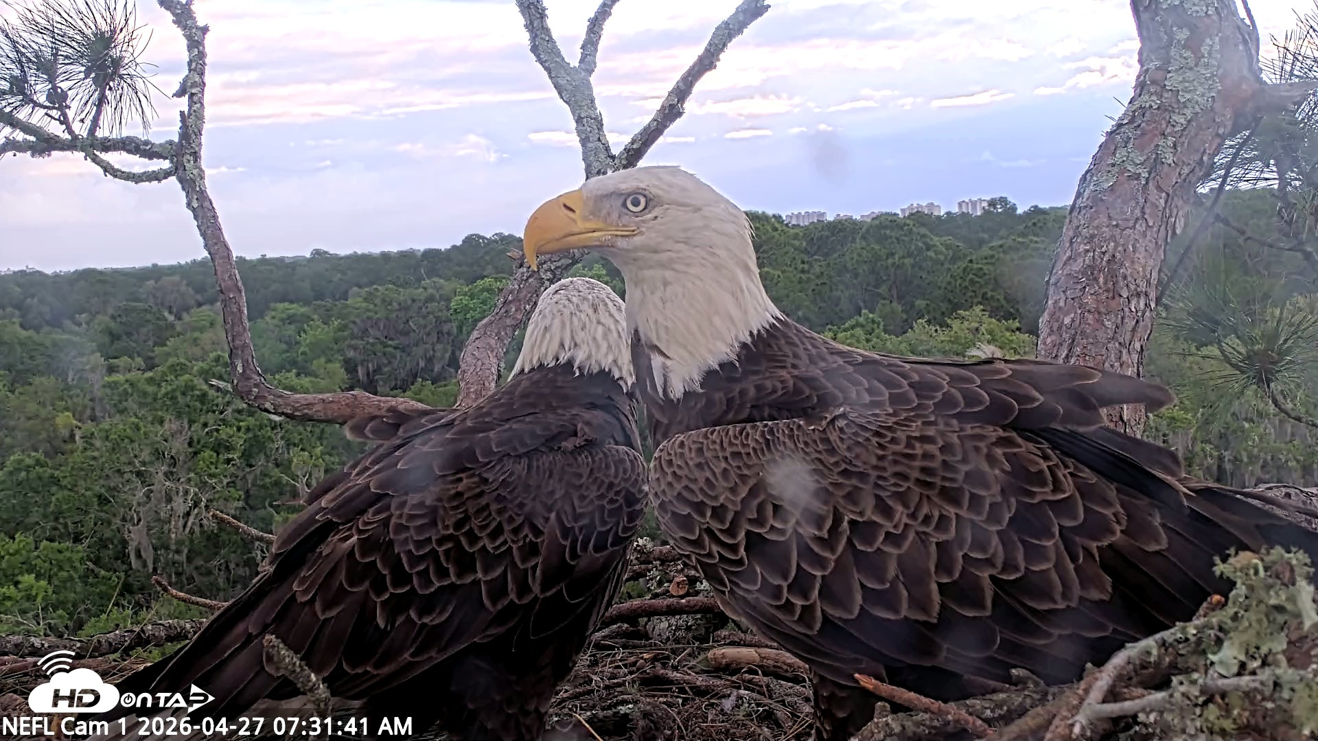 Snapshot of NE Florida Eagles Live Webcam taken Apr 27, 2026, 7:32am EDT