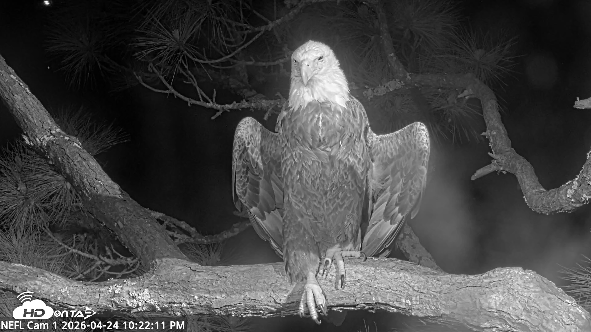 Snapshot of NE Florida Eagles Live Webcam taken Apr 24, 2026, 10:23pm EDT