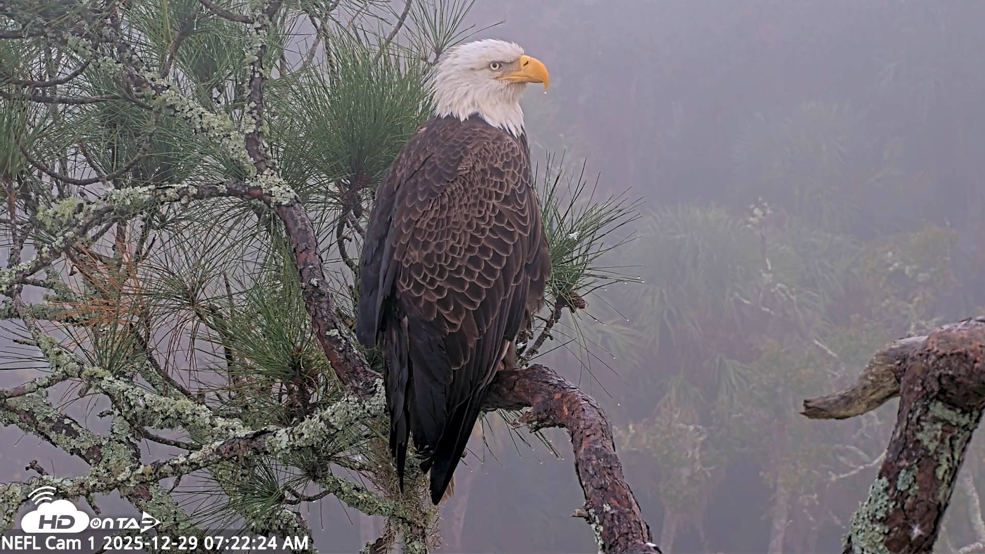 Snapshot of NE Florida Eagles Live Webcam taken Dec 29, 2025, 7:23am EST