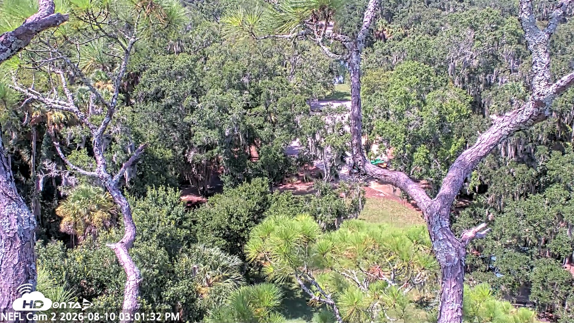 Snapshot of NE Florida Eagles Live Webcam taken Aug 10, 2026, 3:03pm EDT