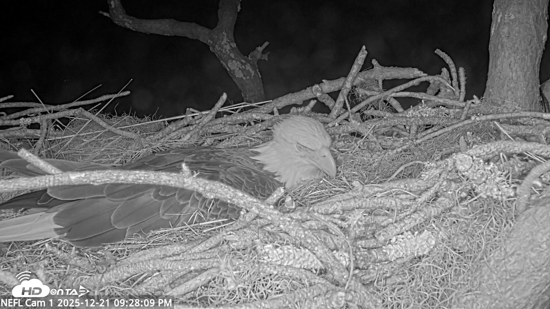 Snapshot of NE Florida Eagles Live Webcam taken Dec 21, 2025, 9:29pm EST