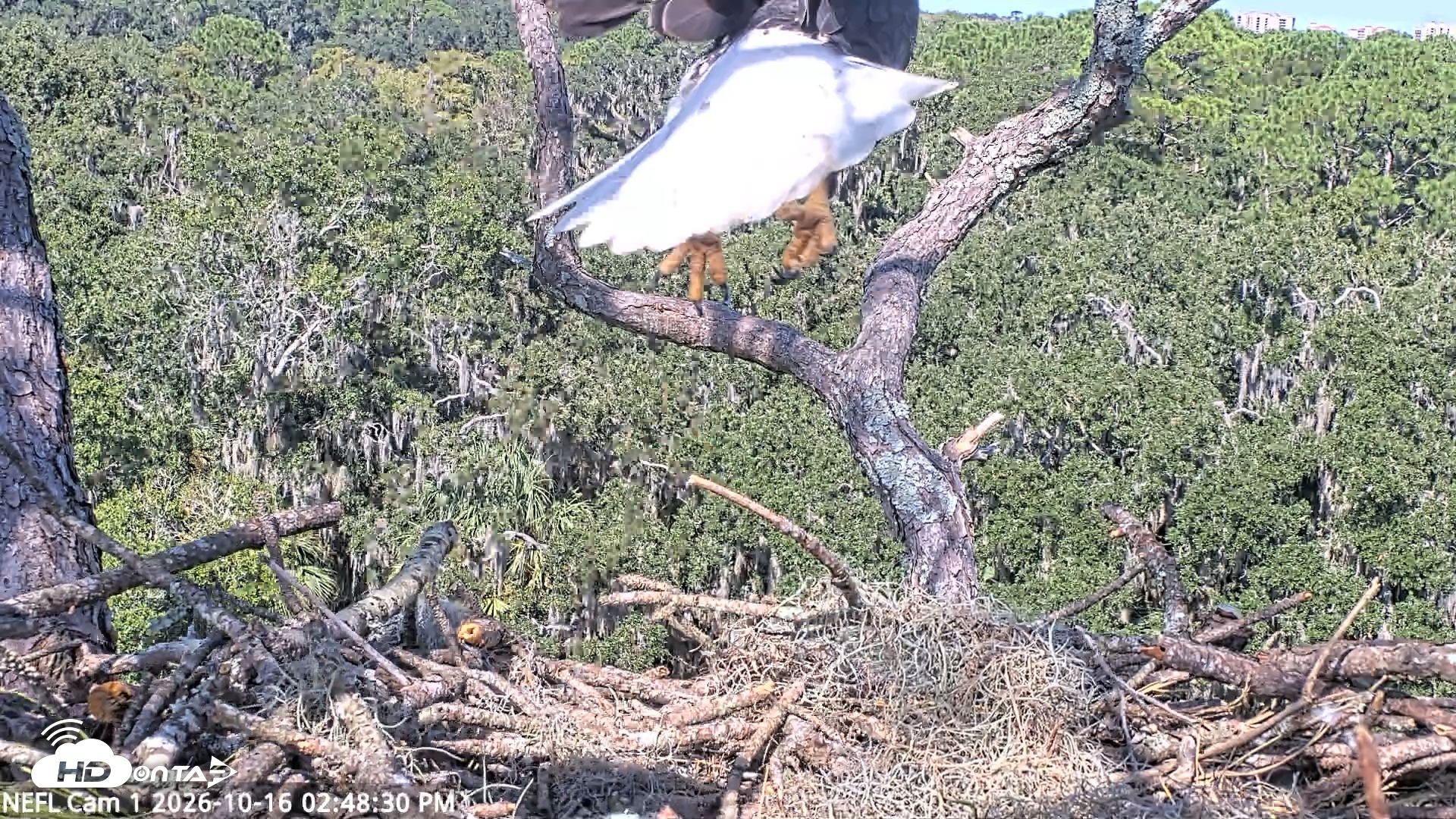 Snapshot of NE Florida Eagles Live Webcam taken Oct 16, 2026, 2:49pm EDT