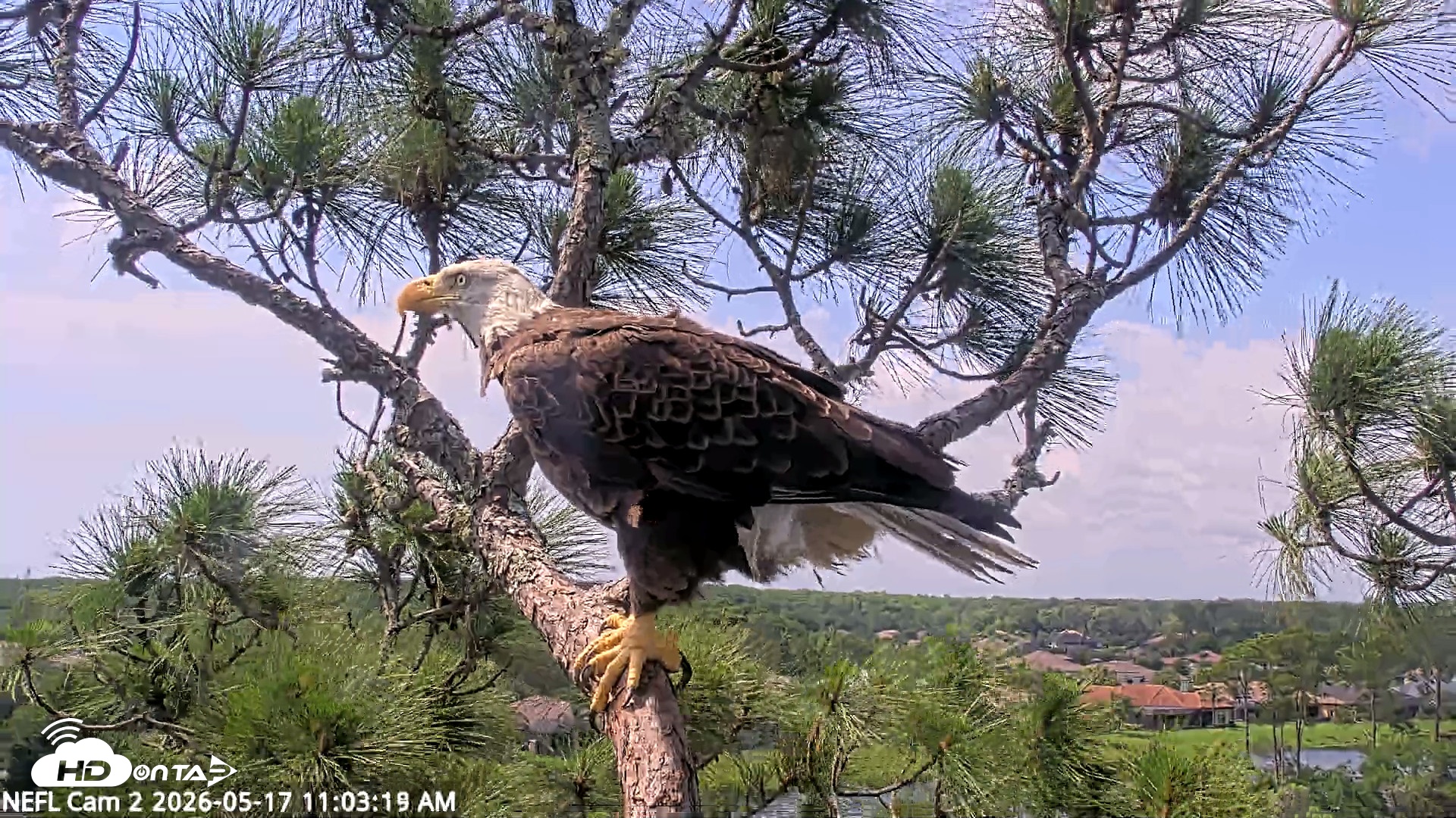 Snapshot of NE Florida Eagles Live Webcam taken May 17, 2026, 11:04am EDT