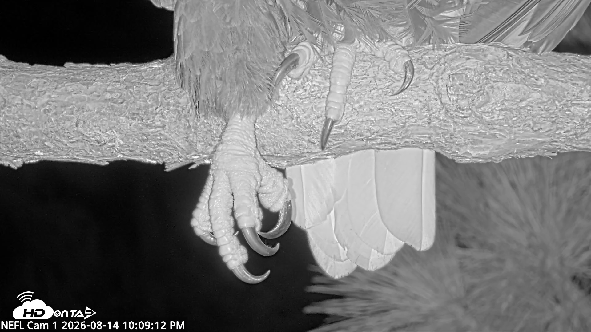 Snapshot of NE Florida Eagles Live Webcam taken Aug 14, 2026, 10:10pm EDT