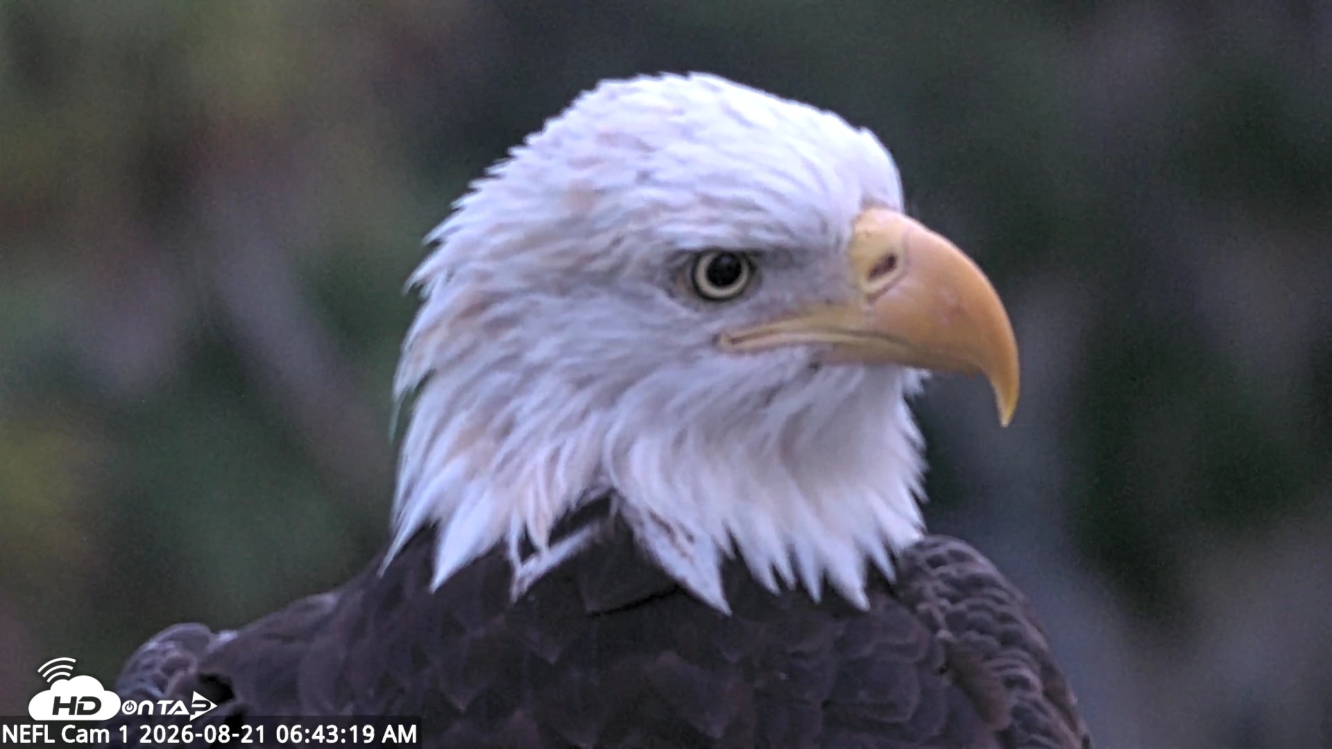 Snapshot of NE Florida Eagles Live Webcam taken Aug 21, 2026, 6:44am EDT