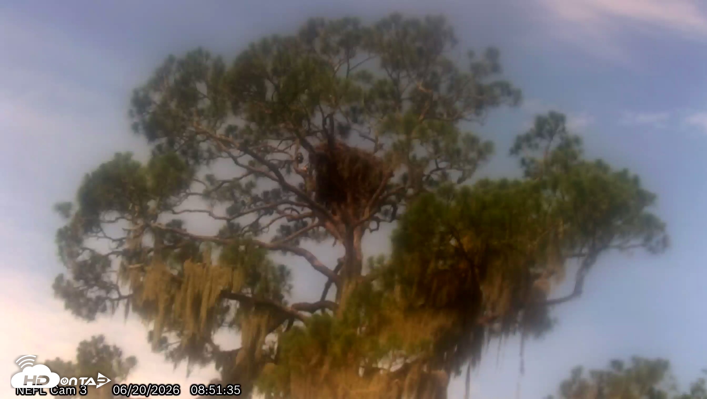 Snapshot of NE Florida Eagles Live Webcam taken Jun 20, 2026, 8:53am EDT