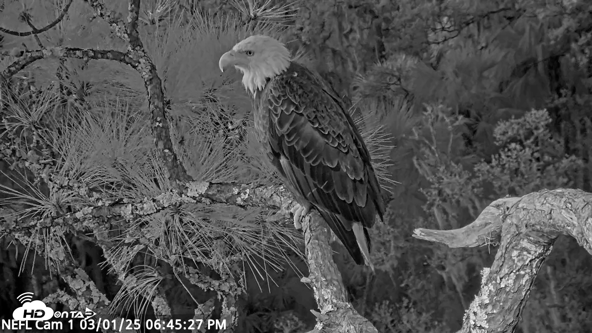 Snapshot of NE Florida Eagles Live Webcam taken Mar 1, 2025, 6:45pm EST