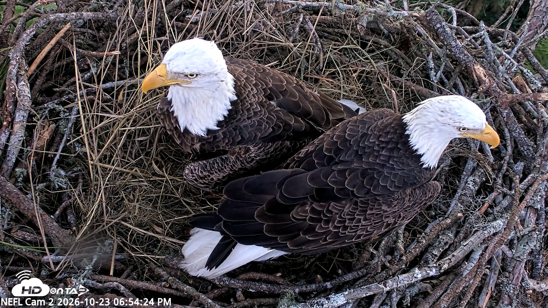 Snapshot of NE Florida Eagles Live Webcam taken Oct 23, 2026, 6:55pm EDT
