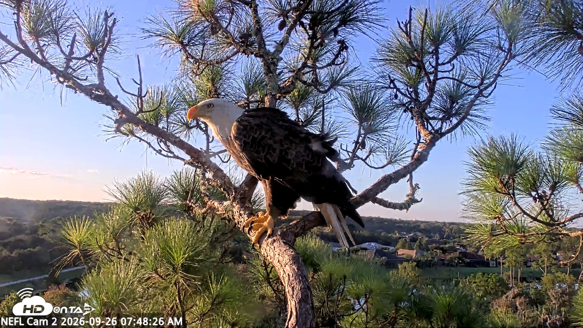 Snapshot of NE Florida Eagles Live Webcam taken Sep 26, 2026, 7:49am EDT