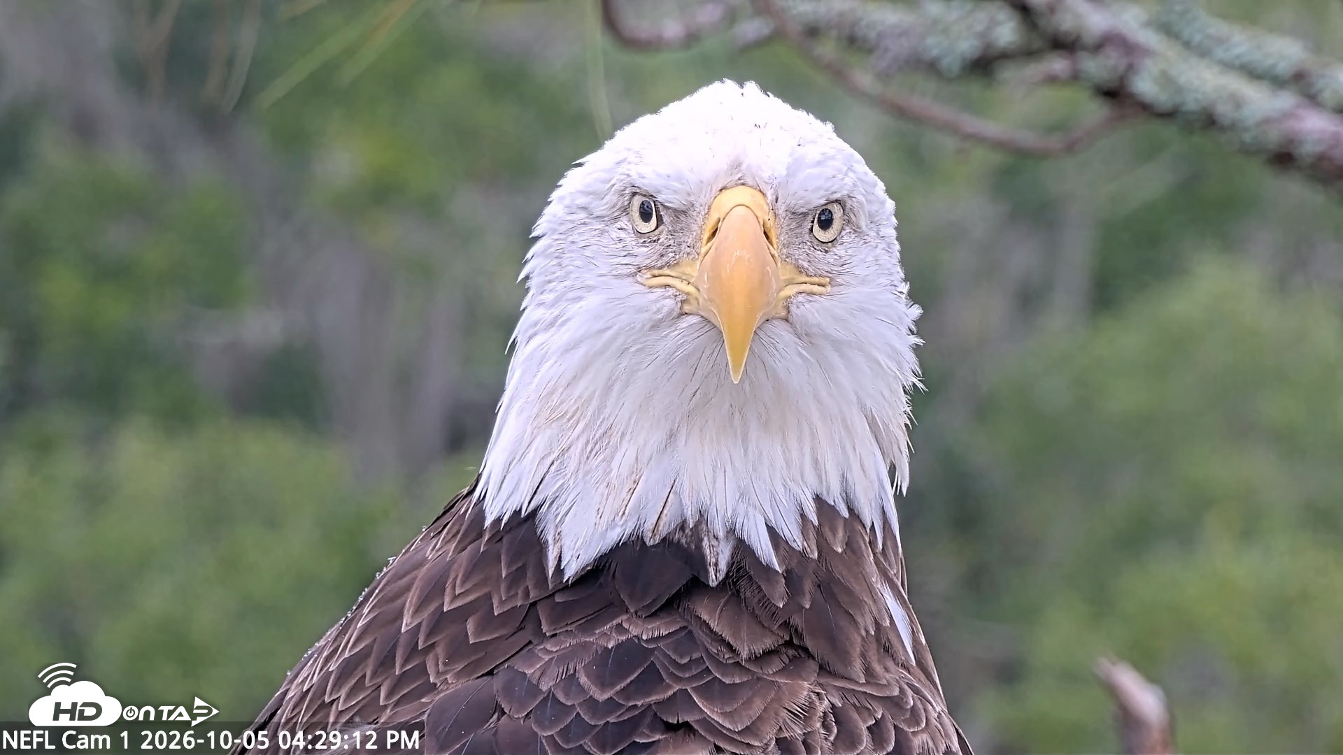Snapshot of NE Florida Eagles Live Webcam taken Oct 5, 2026, 4:30pm EDT