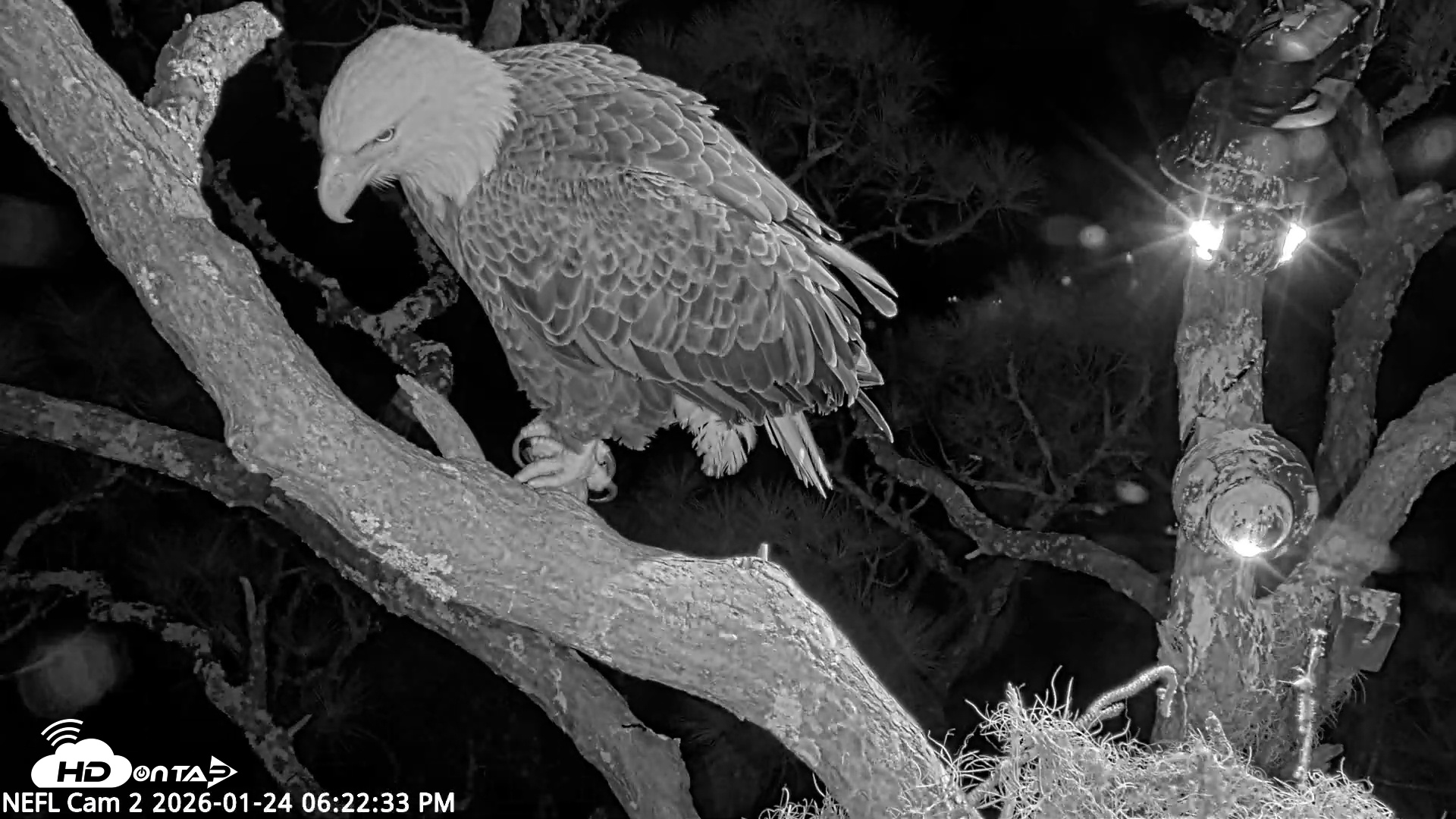 Snapshot of NE Florida Eagles Live Webcam taken Jan 24, 2026, 6:23pm EST